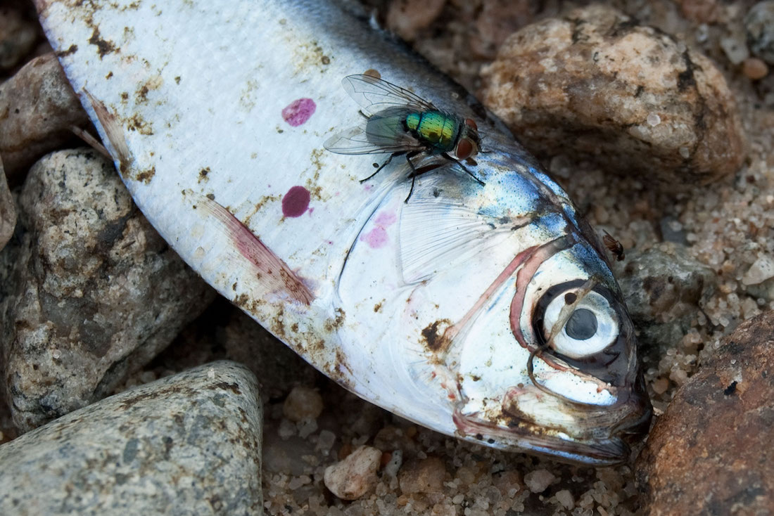 fish-with-fly-cropped_0162