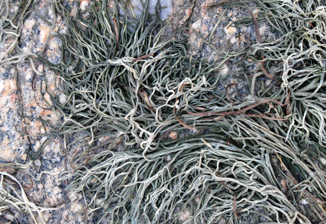 harborview-seaweed_0918